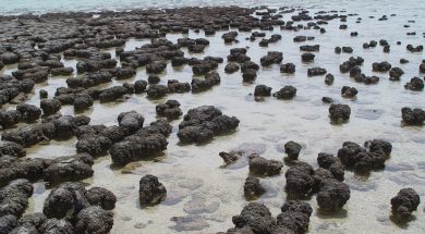 Stromatolites_in_Sharkbay