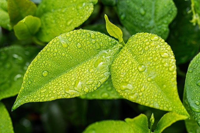 Chlorophyll: Wie man diesen wertvollen Nährstoff aus Lebensmitteln gewinnt